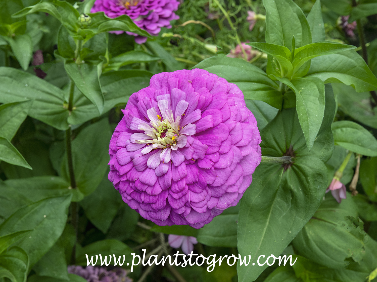 'Benary's Giant Lilac' Zinnia (Zinnia elegans)